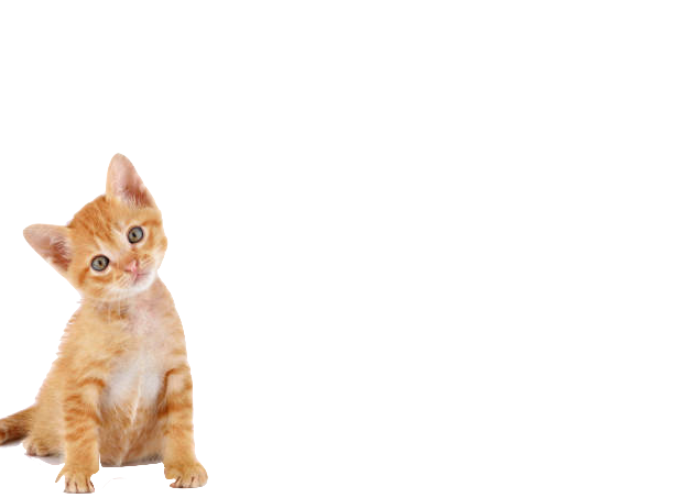 Kitten wants to know what's going on?
